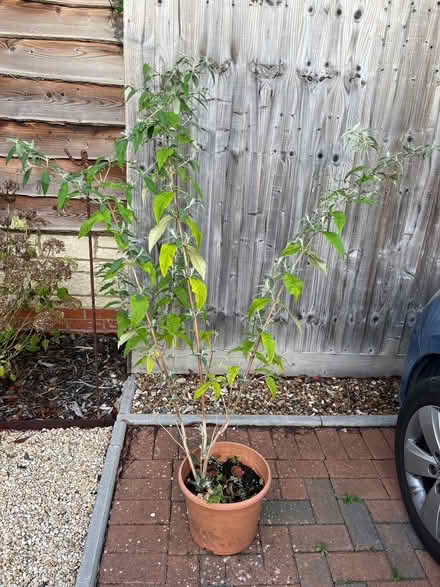 Photo of free Buddleia plant. (Vale of White Horse SN7) #1