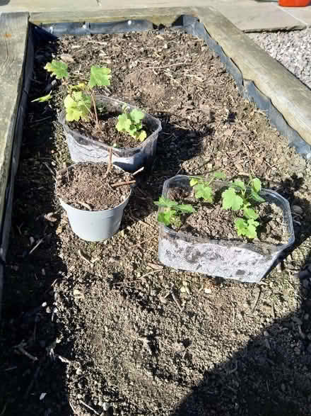 Photo of free Gooseberry and loganberry plants (Millhouses S7) #1