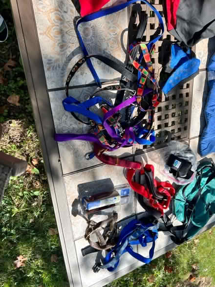 Photo of free Med-lg dog supplies (Lunenburg) #4