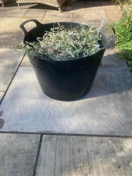 Photo of free Dry lavender flowers, fresh cut today (Priestwood RG42) #2