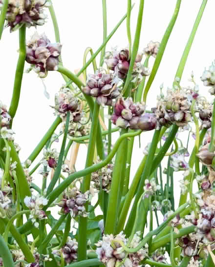 Photo of free Egyptian Walking Onion Bulbs (Near Eubank Costco) #1