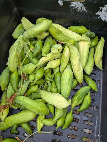 Photo of free Mature achocha seeds in pods (Castlepoint BH8) #2