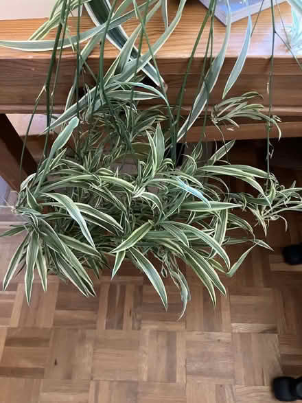Photo of free Spider plant babies ready for potting up (Micklefield HP13) #1