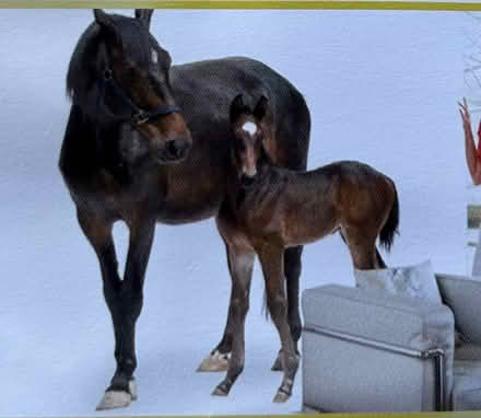 Photo of free huge mare & foal wall mural (L17 Aigburth) #4