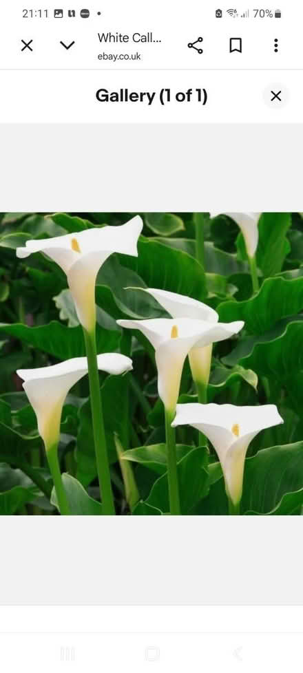 Photo of free Roots of white Lilys (Upper Holloway N19) #1