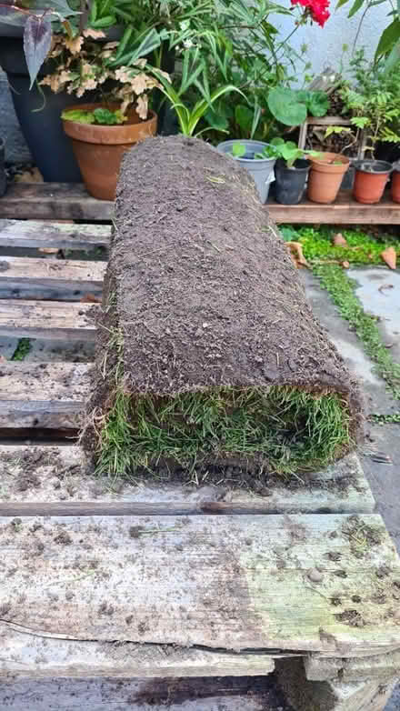 Photo of free Single roll of turf (Sherwood Dales - NG5) #1