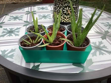 Photo of free Aloe vera plants (Maidstone ME15) #2
