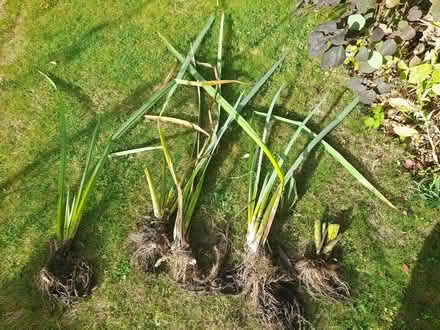 Photo of free Pond plants (Chesterfield, S41) #1