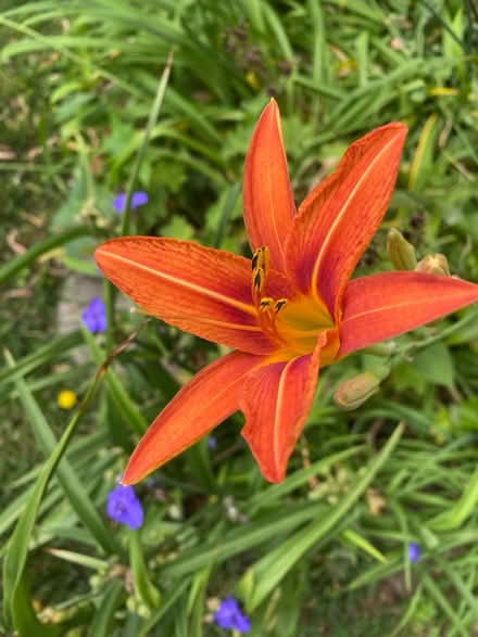 Photo of free Tiger Lily Plants (Plainfield near So. Plainfield) #2