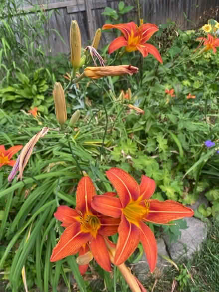 Photo of free Tiger Lily Plants (Plainfield near So. Plainfield) #1