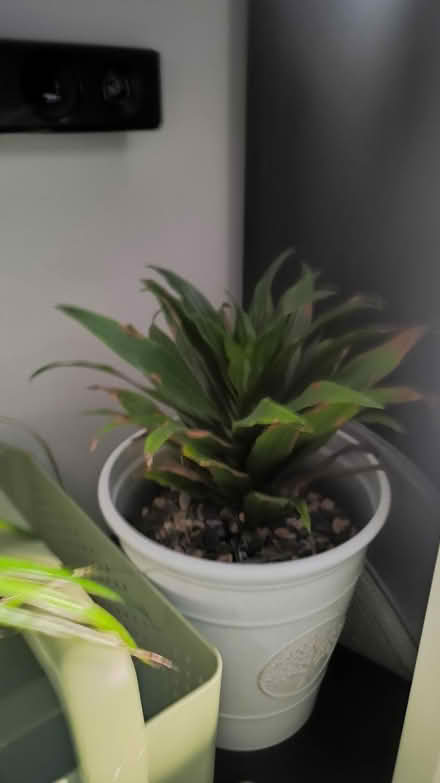 Photo of free Plants (Surbiton KT6) #3