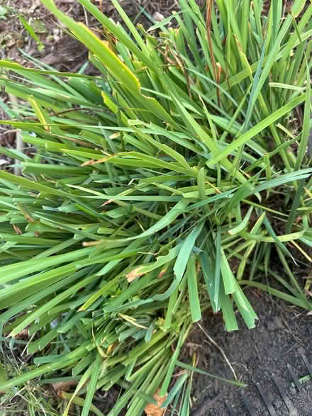 Photo of free Perennial plants (St Paul) #2
