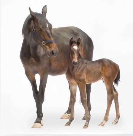 Photo of free huge mare & foal wall mural (L17 Aigburth) #1