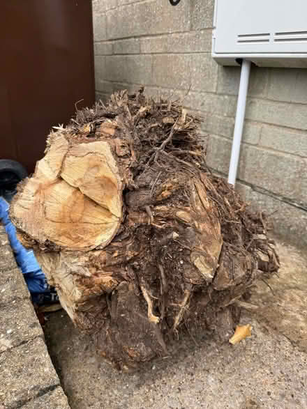 Photo of free Tree stump / roots (Middleyard GL5) #1