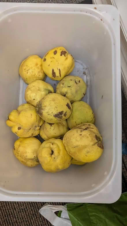 Photo of free Windfall of quinces (Woodley, RG5) #1