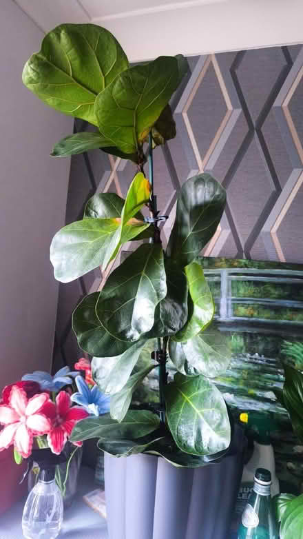 Photo of free Plants (Surbiton KT6) #2