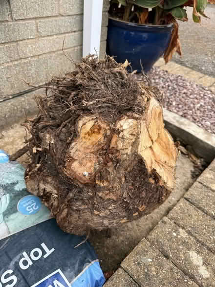 Photo of free Tree stump / roots (Middleyard GL5) #2
