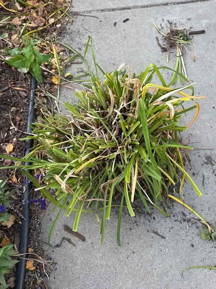 Photo of free Perennial plants (St Paul) #1