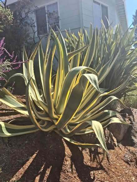 Photo of free plants (Oakland/Allendale neighborhood) #1