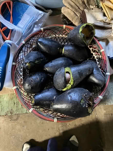 Photo of free Black avocados (Las Palmas Pk, Snvle) #1