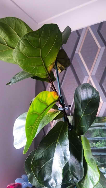 Photo of free Plants (Surbiton KT6) #1