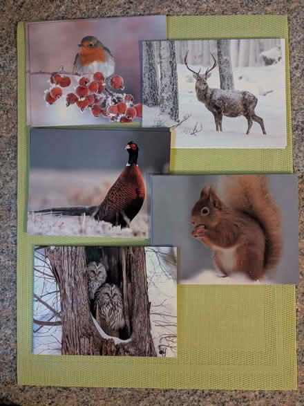 Photo of free 18 Nature Christmas Cards with Envelopes (Beulah Hill SE19) #1