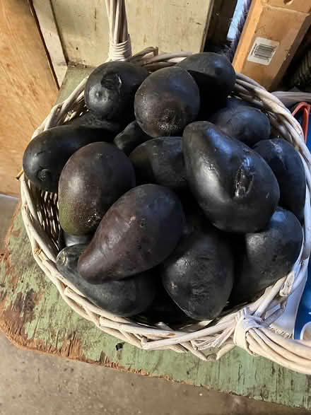 Photo of free Black avocados (Las Palmas Pk, Snvle) #2