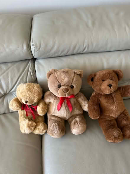 Photo of free teddies (Coxheath ME17) #1