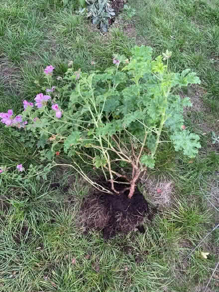 Photo of free Purple scented geranium (Bledlow Ridge HP14) #1