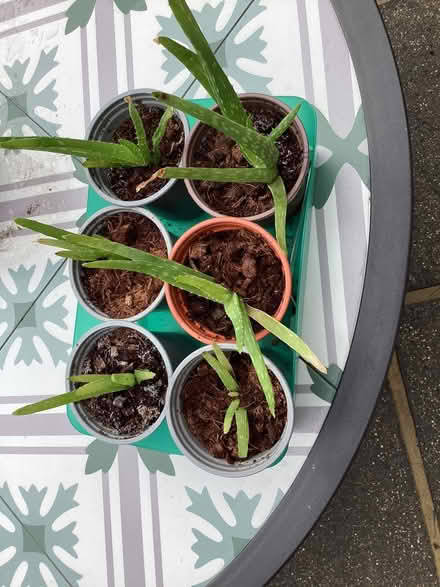Photo of free Aloe vera plants (Maidstone ME15) #1
