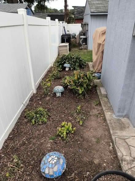 Photo of free Hosta plants to dig (Odenton, near Odenton Elem) #1