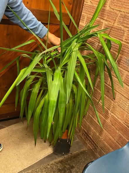 Photo of free House Plant (Malvern WR14) #1