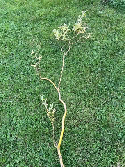 Photo of free Twisted willow (Ifton Heath SY11) #1