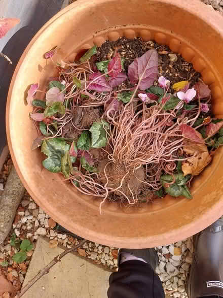 Photo of free Cyclamen corms (AL7 Welwyn Garden City) #4