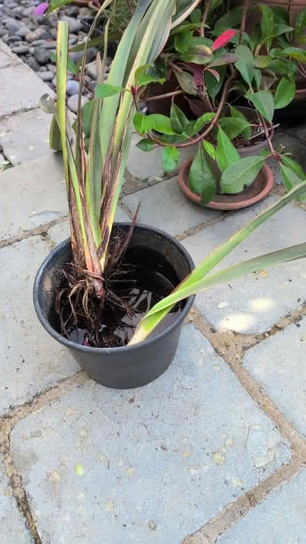 Photo of free Two phormium roots (Hove BN3) #1