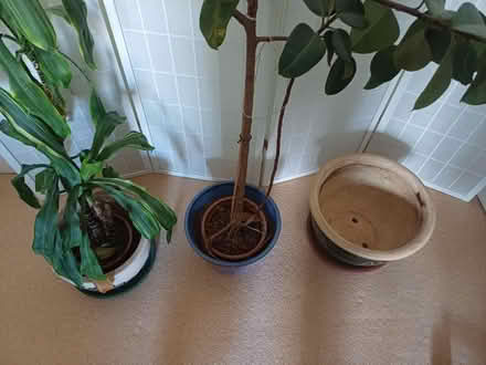 Photo of free Plant pots & plants (TW1) #2