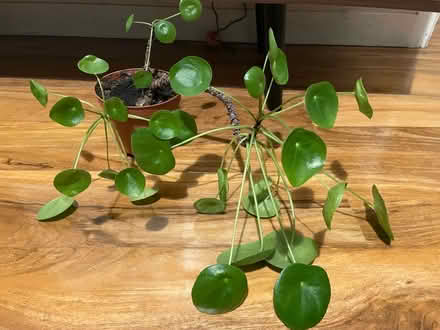 Photo of free Money plant (N17 Dunloe Avenue) #1