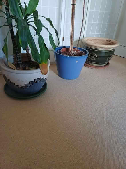 Photo of free Plant pots & plants (TW1) #3