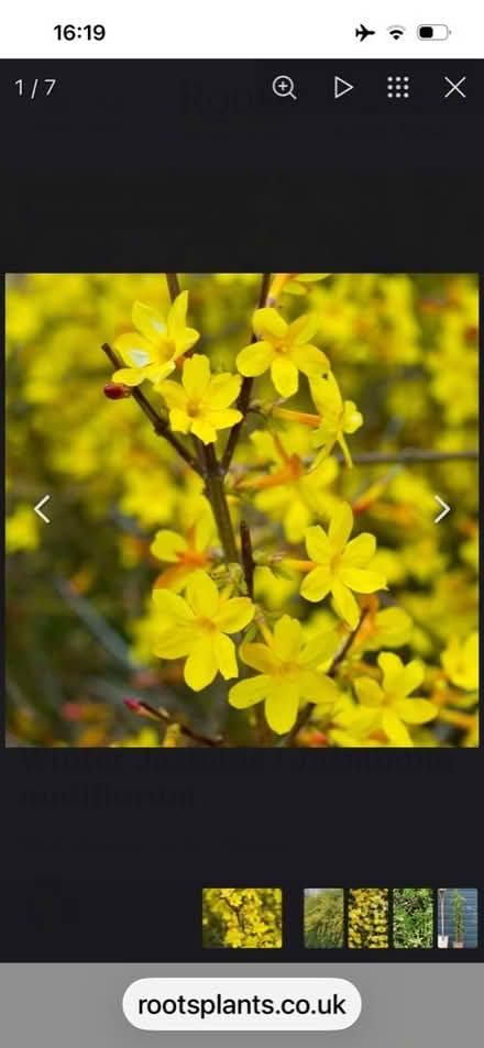 Photo of free Winter Jasmine (Ifton Heath SY11) #2