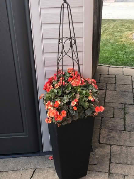 Photo of free Flowers - seeds - vine (L7L 7N1) #4