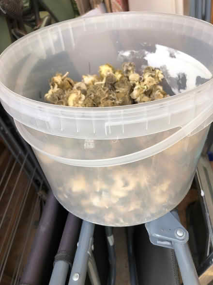 Photo of free Hollyhock seeds + Evening Primrose seeds (Blewbury OX11) #2