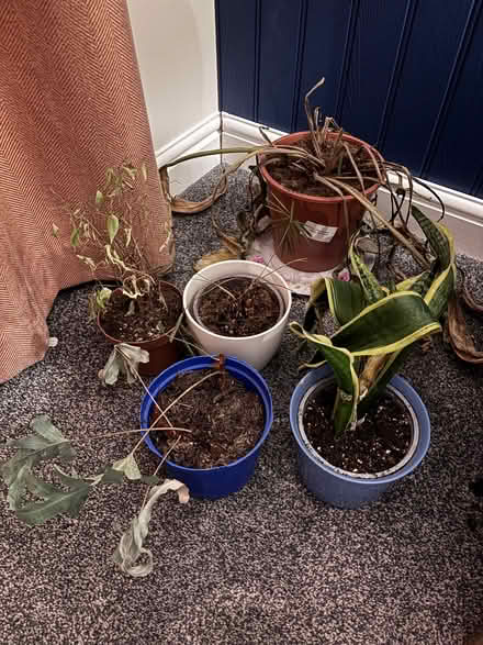 Photo of free Plants (Leighton Buzzard LU7) #1