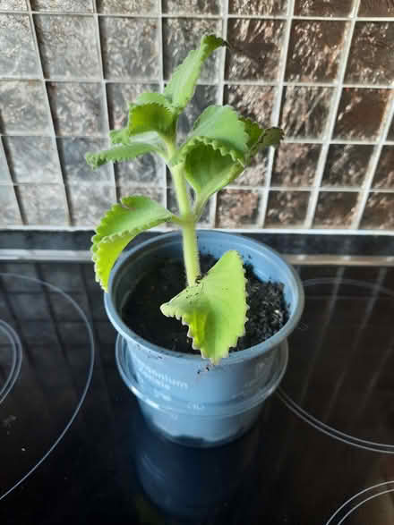 Photo of free Broad Leaf Thyme (Morden SM4) #1