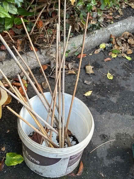 Photo of free Plant pots and garden canes (Great Boughton CH3) #4