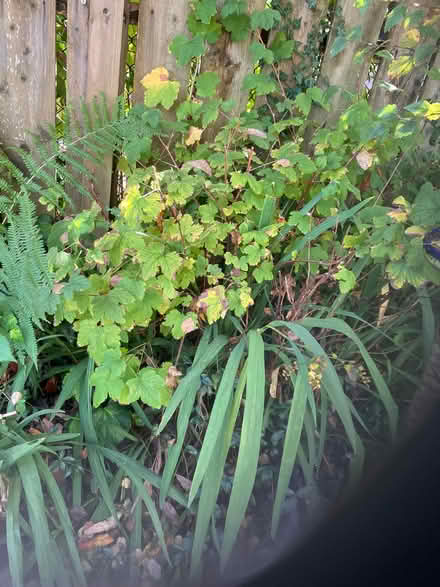 Photo of free Flowering Currant bush (Staveley LA8) #1
