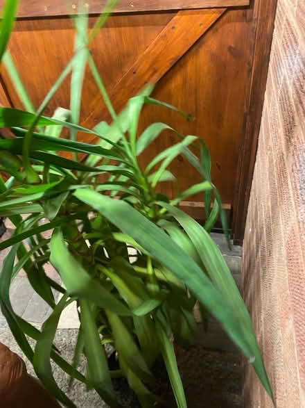 Photo of free House Plant (Malvern WR14) #3