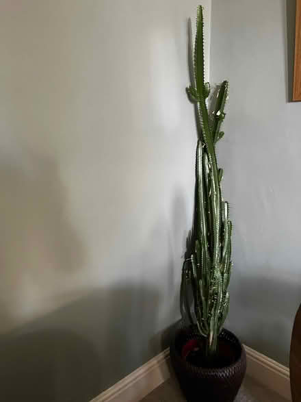 Photo of free Very tall healthy cactus 170cm (Crookes Sheffield 10) #1