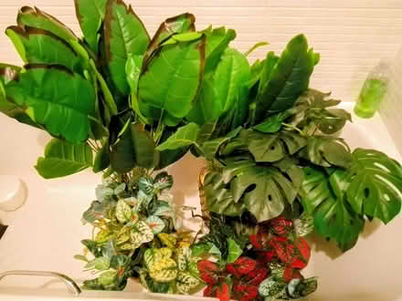 Photo of free A selection of artificial plants (Stirling FK8) #1
