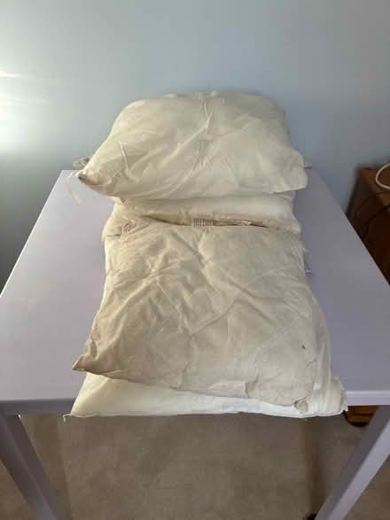Photo of free Cushions inserts x 5 (Bromley BR2) #3