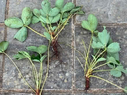 Photo of free Strawberry plants (Beckenham BR3) #1
